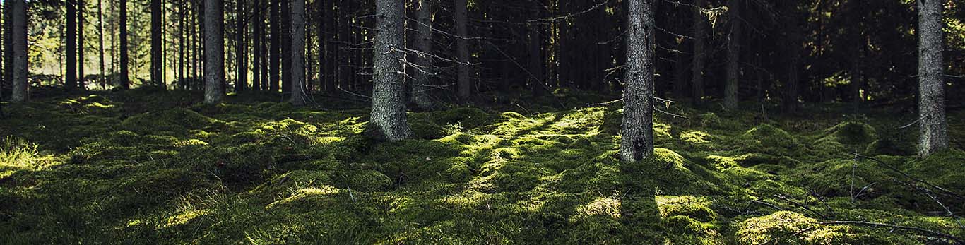 Päike paistab metsas läbi puude