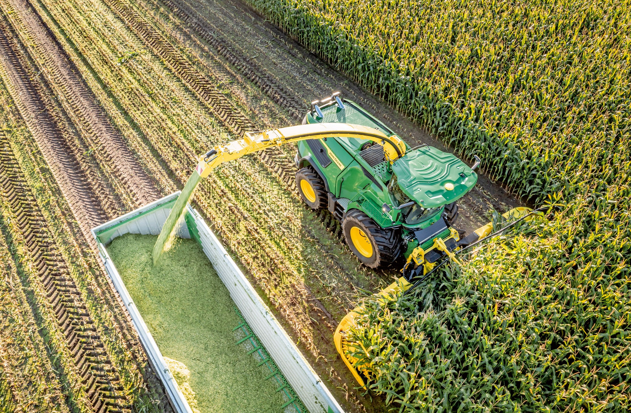 Õhuvaade rohelisest John Deere'i hekseldist, mis koristab maisi ja paigutab hakitud silo haagisele suurel maisipõllul.